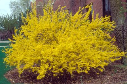 Forsythia × intermedia 'Lynwood Gold'. 