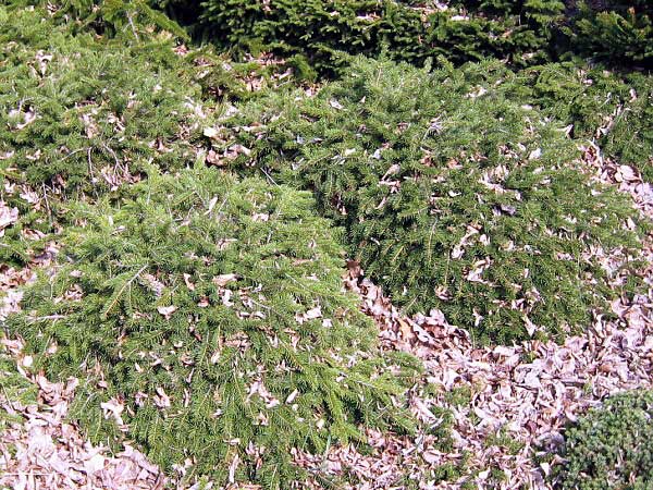 Picea abies 'Formanek', Ель европейская