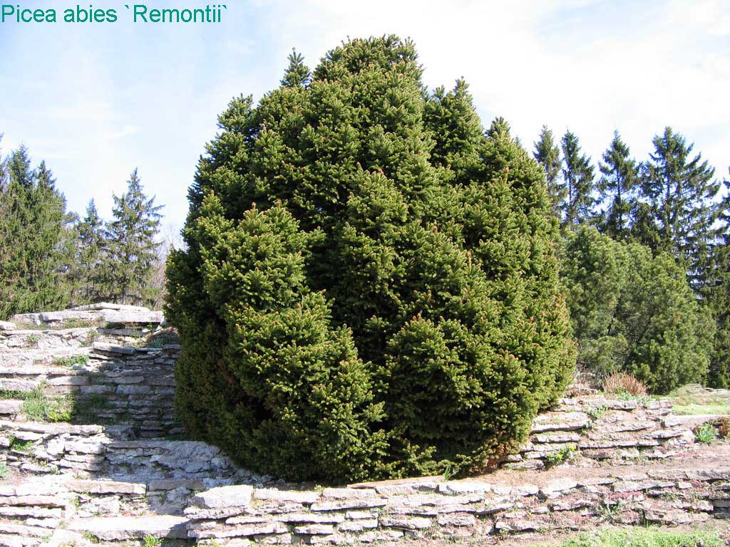 Picea abies 'Remontii', Ель европейская 