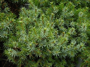 Picea omorika ‘Kamenz’. Ель сербская