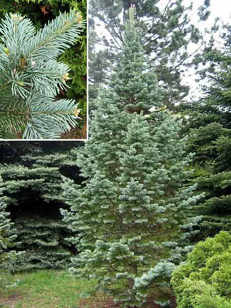 Picea pungens ‘Glauca’. Ель колючая. 