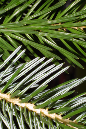 Ель ситхинская (Picea sitchensis)