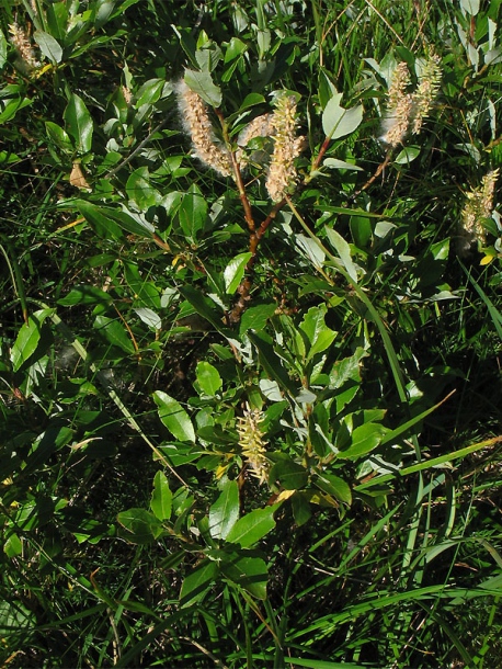 Ива двуцветная (Salix bicolor)