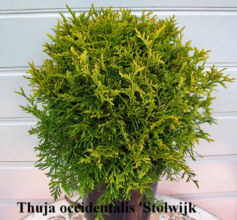  Thuja occidentalis 'Stolwijk', Туя западная