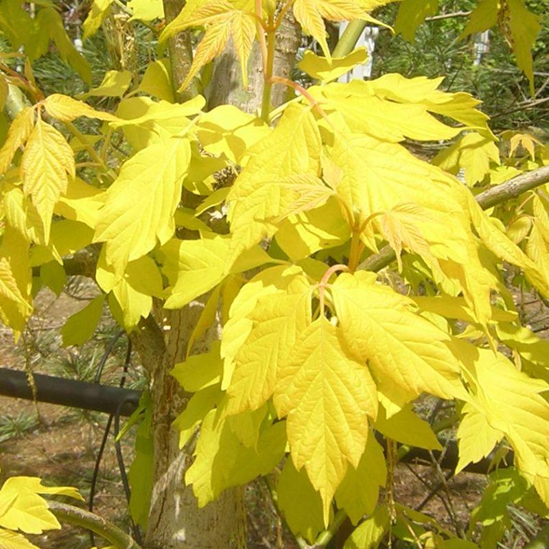Клен ясенелистный (Acer negundo) ‘Kelly's Gold’