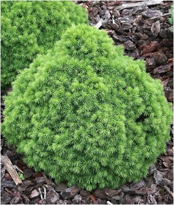 Picea glauca 'Alberta Globe', Ель канадская.