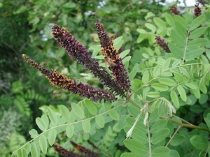Аморфа кустарниковая (Amorpha fruticosa)