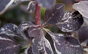 Berberis × ottawiensis 'Silver Miles'