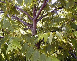 Орех айлантолистный (Juglans  ailanthifolia)