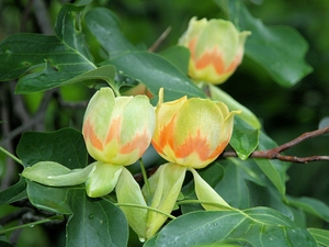 Лириодендрон тюльпанный (Liriodendron tulipifera), или Тюльпанное дерево