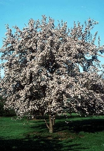 Яблоня ягодная (Malus baccata) 'Gracillis'