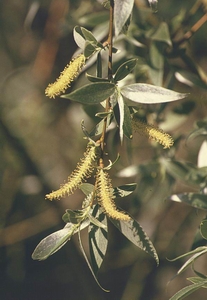 Ива белая или ветла (Salix alba)