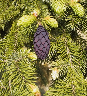 Ель пурпурная (P. purpurea)