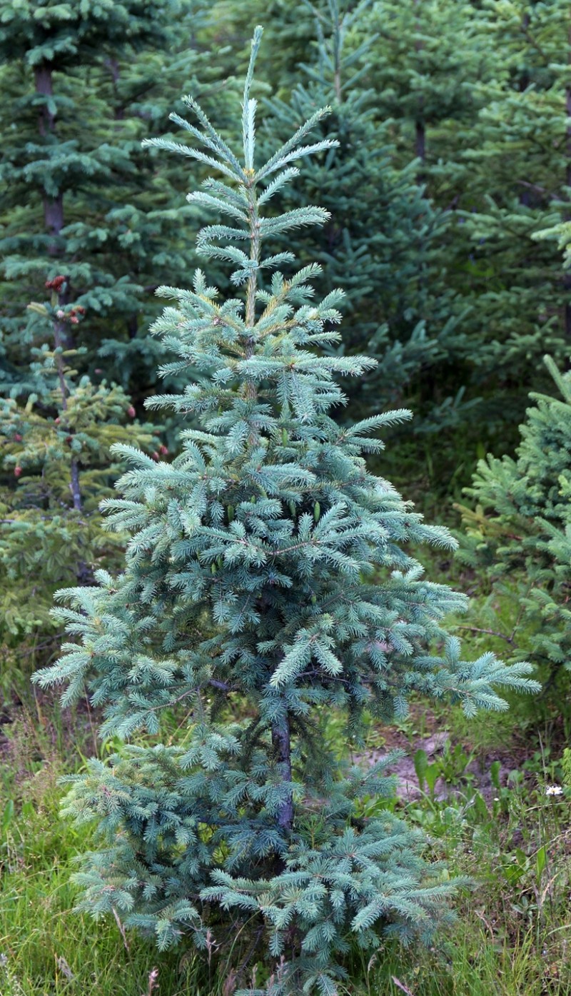 Ель канадская (Picea glauca): красивая, но… обыкновенная. Мы показали вам ее лишь для сравнения с другой елочкой из этого же образца. 
