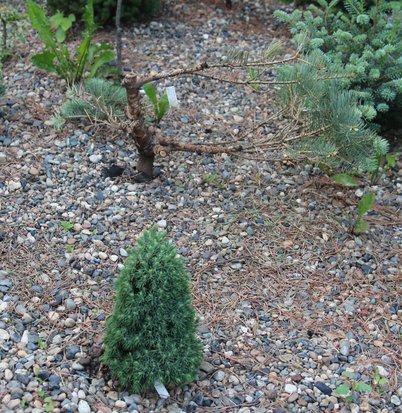 А это весенняя. От красавицы Abies concolor La Veta буквально ничего не осталось. Всё желтое и мертвое мы уже срезали. Впрочем, тут же налицо и положительный пример: малышка Picea glauca Jean's Dilly – в цельности и сохранности.