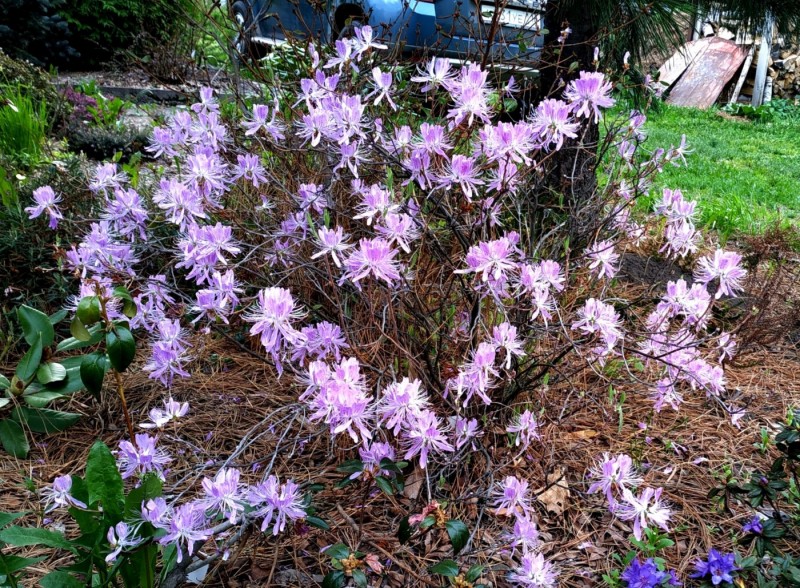 Листопадные рододендроны, в данном случае, это Rhododendron canadense, тем более, «утопали» в цвету.   