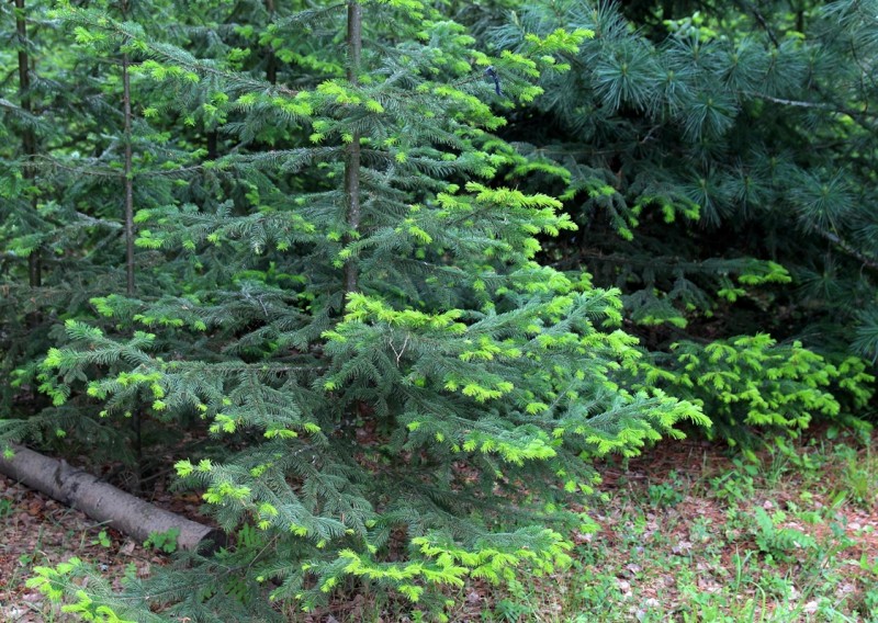 4 дня после мороза. Пихта сибирская в защищенном месте, в окружении больших деревьев. Жива-здорова, потому что сюда мороз не добрался.      