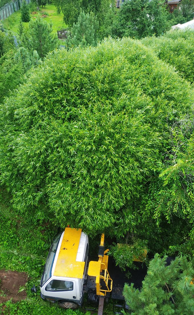 Работа на автовышке, кроме всего прочего, дала возможность сфотографировать некоторые места нашего питомника с необычного ракурса. Покажем несколько примеров. Это ива шаровидная (Salix fragilis Bullata) она и с земли выглядит впечатляющее. Сверху тем более. А ведь ей всего 20 лет. 