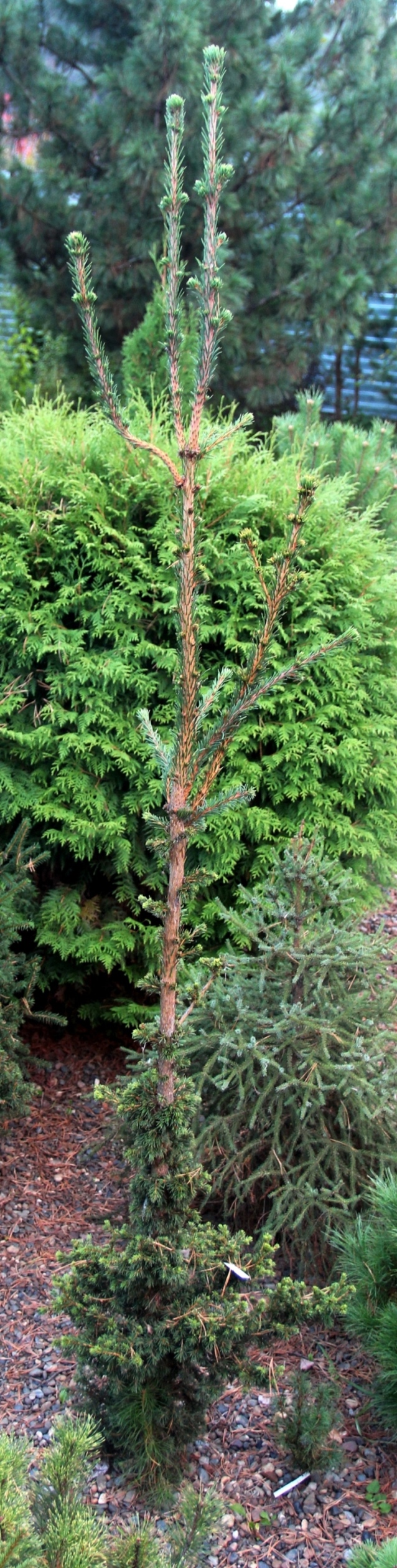 От сибирских елей перейдем к экзотическим. Наш новый сорт ели гималайской, Picea smithiana ‘Эверест’. Отбор из посева. Удивительно, но факт, он показал себя вполне устойчивым в Сибири. Имеет совершенно уникальную форму: высота в 5 раз больше ширины. Предназначен для того, чтобы удивлять.  