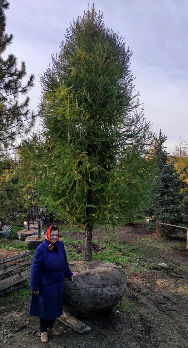 В 2022 г. этим способом мы пересадили до десятка крупных деревьев. В данном случае это уникальная 16-летняя прививка лиственницы европейской, Larix decidua ‘Fastigiata’. Рядом для масштаба приведена мама нашего директора, Надежда Федоровна.  