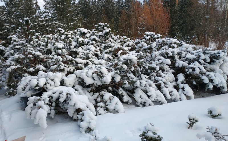 А ведь это всего лишь 19 ноября. Его высота по сравнению с летней уменьшилась в 2,5 раза. Еще 2-3 хороших снегопада и он окончательно спрячется в сугроб на зимовку. Кстати, «стоячие кусты» на заднем плане – это сосна горная, Pinus mugo, ее дикий тип. Она под снег не ложится. Поэтому не так устойчива в Сибири, как кедровый стланик.   
