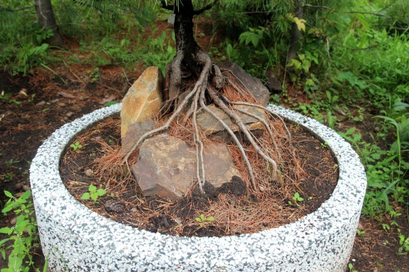 У таких деревьев люди обычно глядят на густую красивую крону. Но у них интересны также и корни. В Японии есть такой стиль бонсай – Секиджоджу: дерево с корнями обвивающими камень. Вот и мы пробуем такое вырастить. Что-то получается
