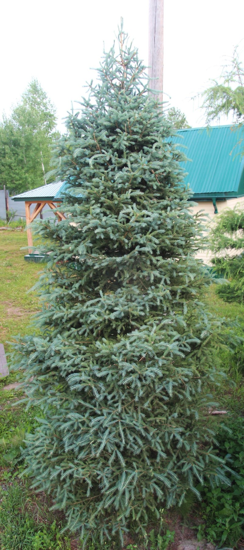 Picea glauca, ель канадская. 2005 года рождения. Это экологический аналог ели сибирской. Поэтому живет у нас отлично. Высоко декоративна, особенно если подстрижена умелыми руками. Уникальный крупномер. Приезжайте, выбирайте