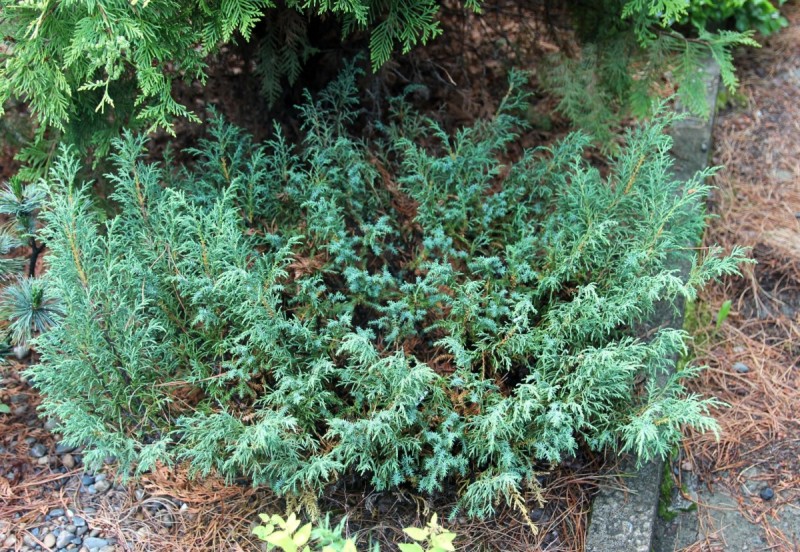 Есть в Сибири виды хвойных, совершенно не введенные в культуру. Например, можжевельник псевдоказацкий (Juniperus pseudosabina). Мы привезли его семенами с г. Сохондо в Южном Забайкалье. Дело было в 2007 году
